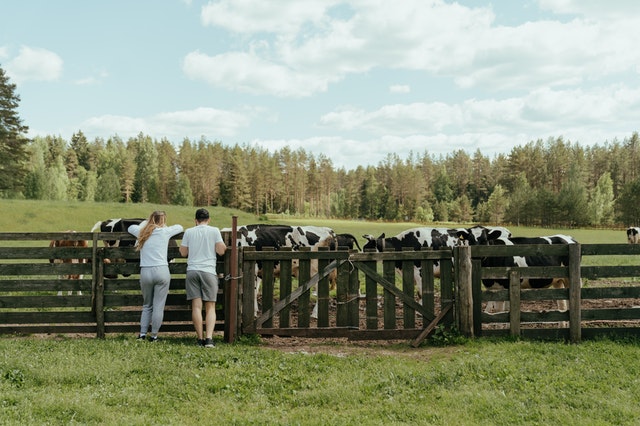 Protecting Cows can help save the world