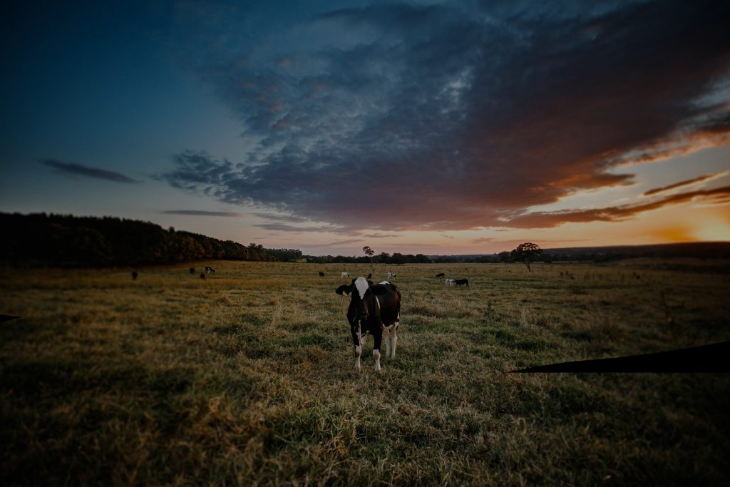 Protecting cows in Scotland what breed to choose